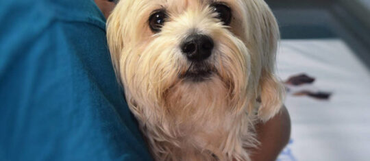 chien